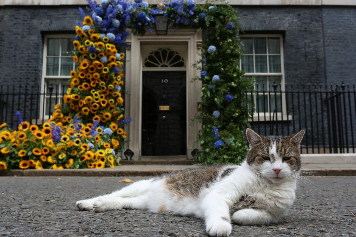 Expert explains how your cat adapts to change — and signs of stress to look out for