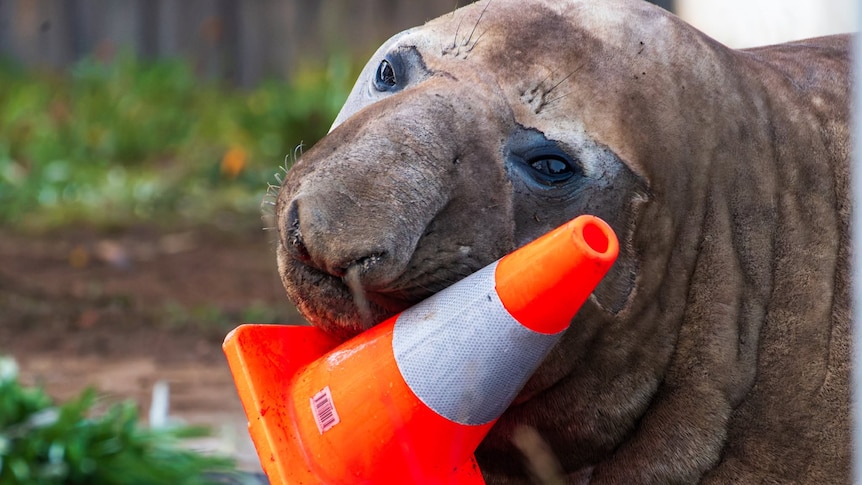Friday news quiz: Neil the seal's damage bill, unusual birthing methods and three premiers in one day