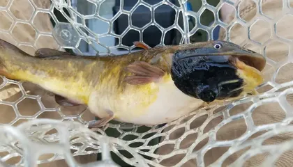 A Strange, Never-Before-Seen Cancer Seems to Be Spreading Among Catfish in a New England Lake