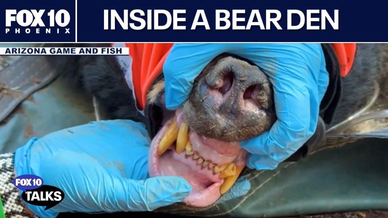 How researchers track & study Arizona bears | FOX 10 Talks