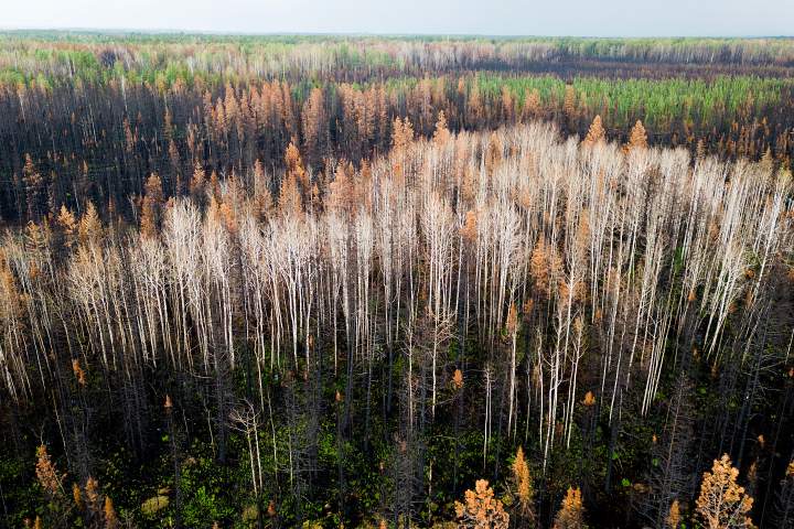 Sawmill closures ‘gut-wrenching’ amid lumber industry headwinds: Canfor CEO