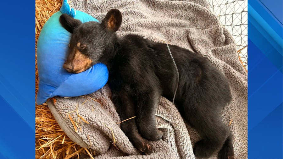 NJ bear cub recovering after car crash concussion
