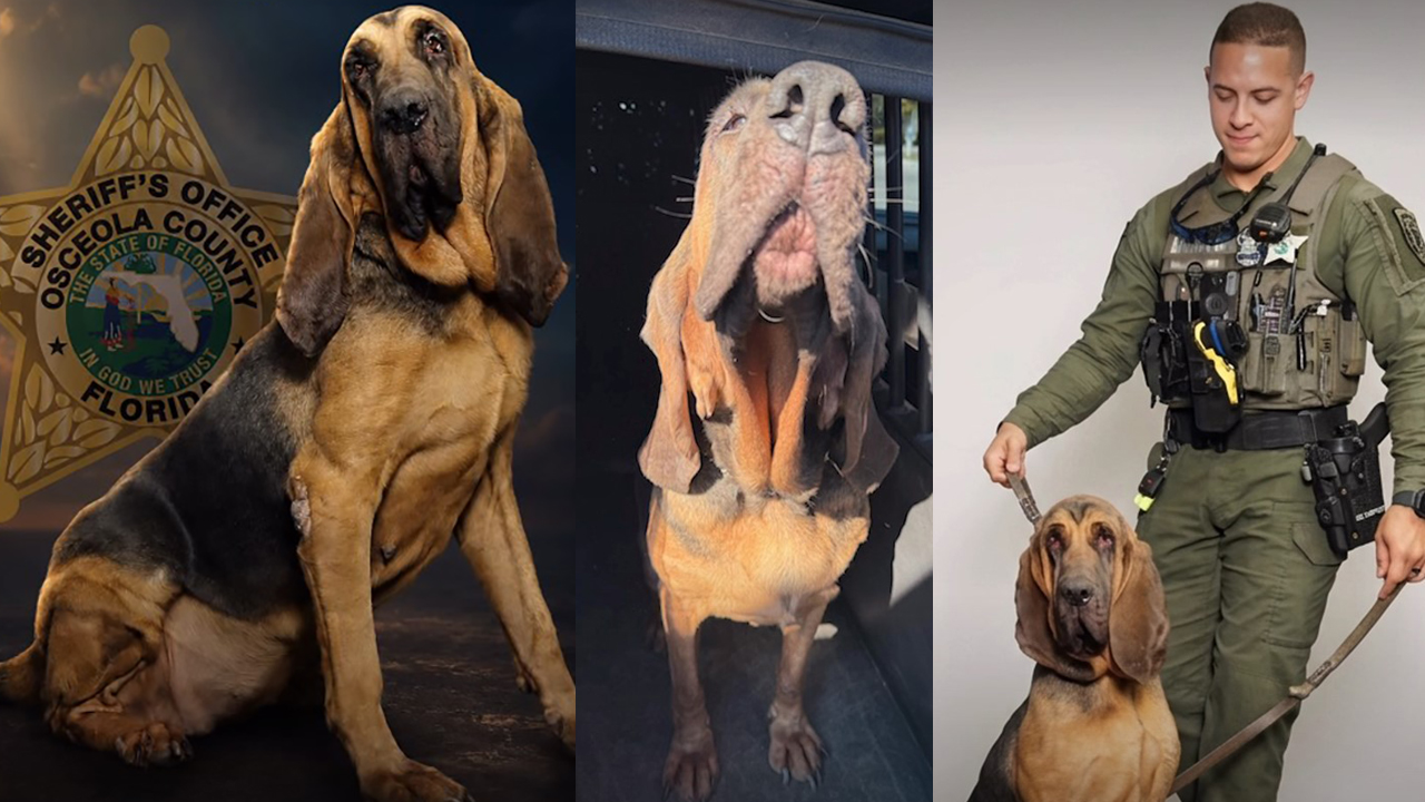 'Rest easy, sweet girl': Osceola County Sheriff's Office mourns death of K-9 Athena