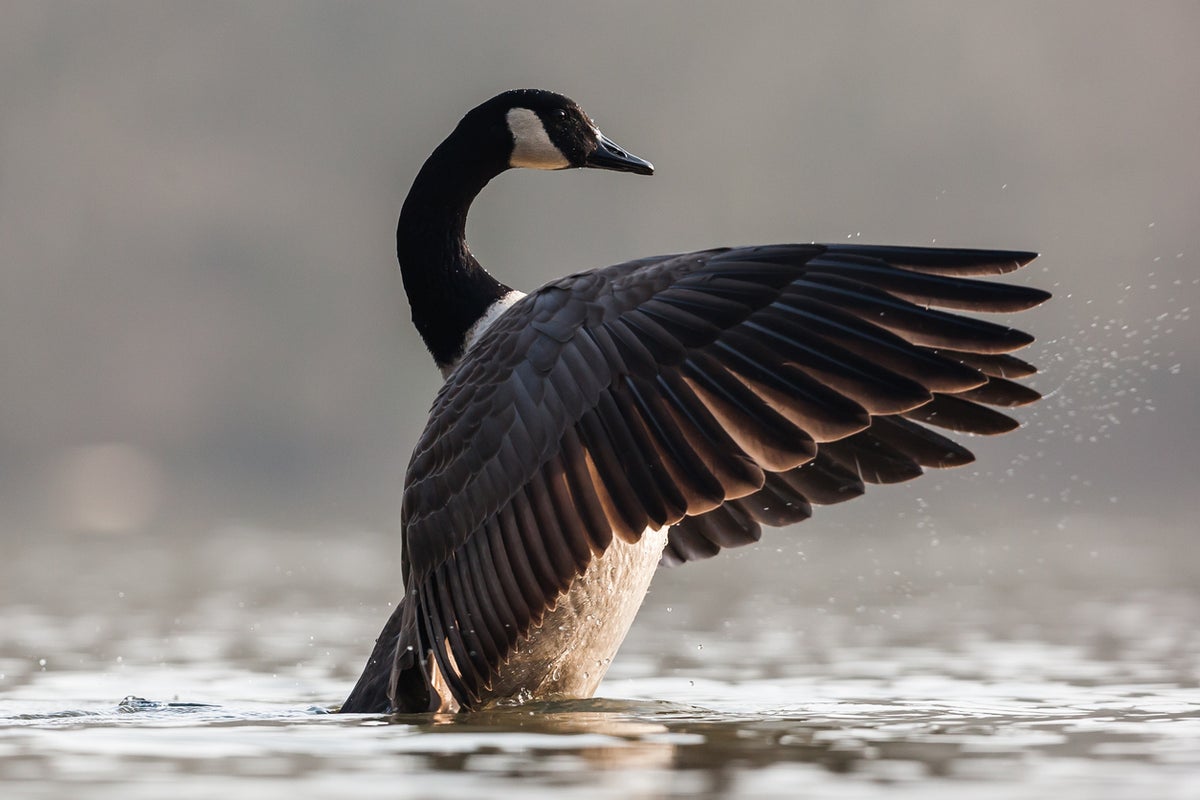 How Canada geese and their poop became an urban wildlife management challenge
