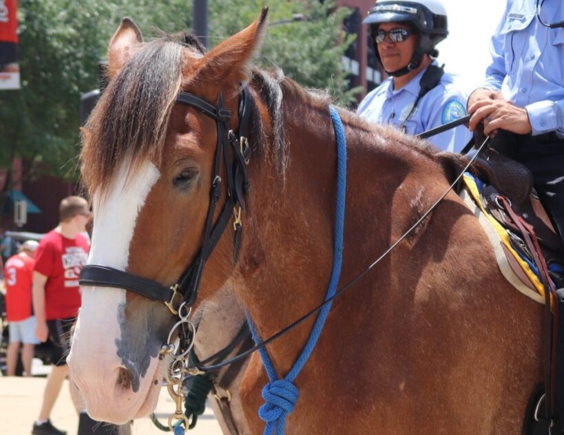 St. Louis police welcome new Clydesdale 'Captain' to patrol team