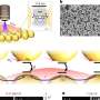 Scientists have found a new way molecules can cooperate at room temperature