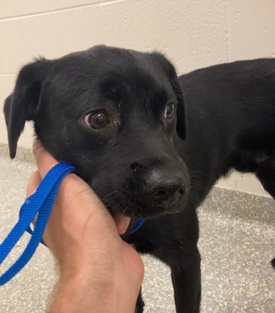 Constable's office explains how to report animal cruelty vs. animal control issues