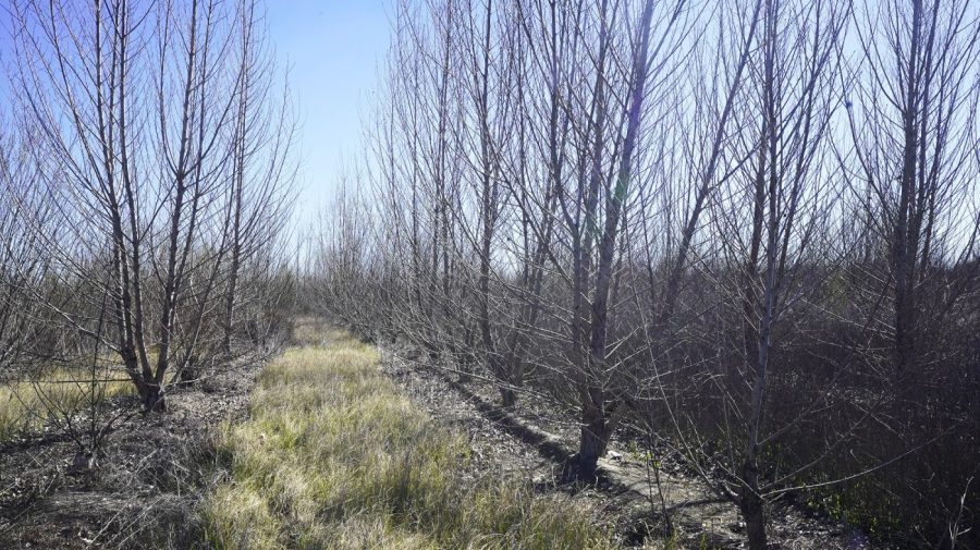 Activists climb rare Arizona cottonwood to shield it from Trump border wall construction