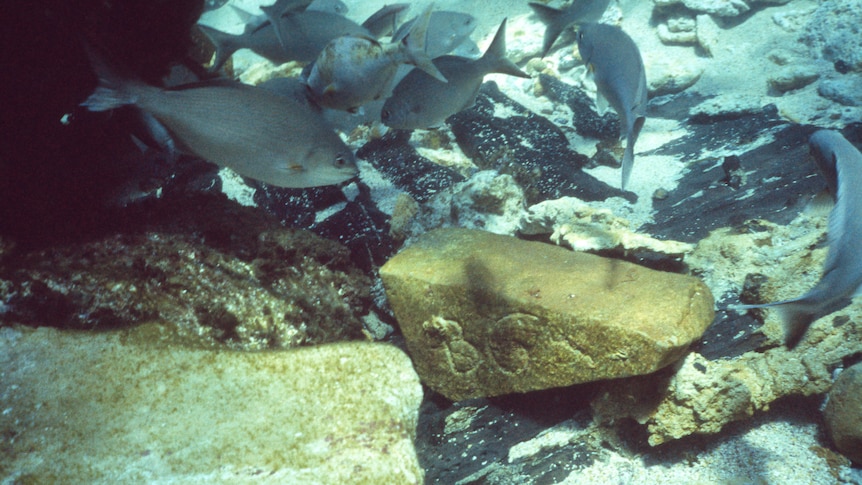 Infamous shipwreck cargo reveals 400-year-old global trade secrets