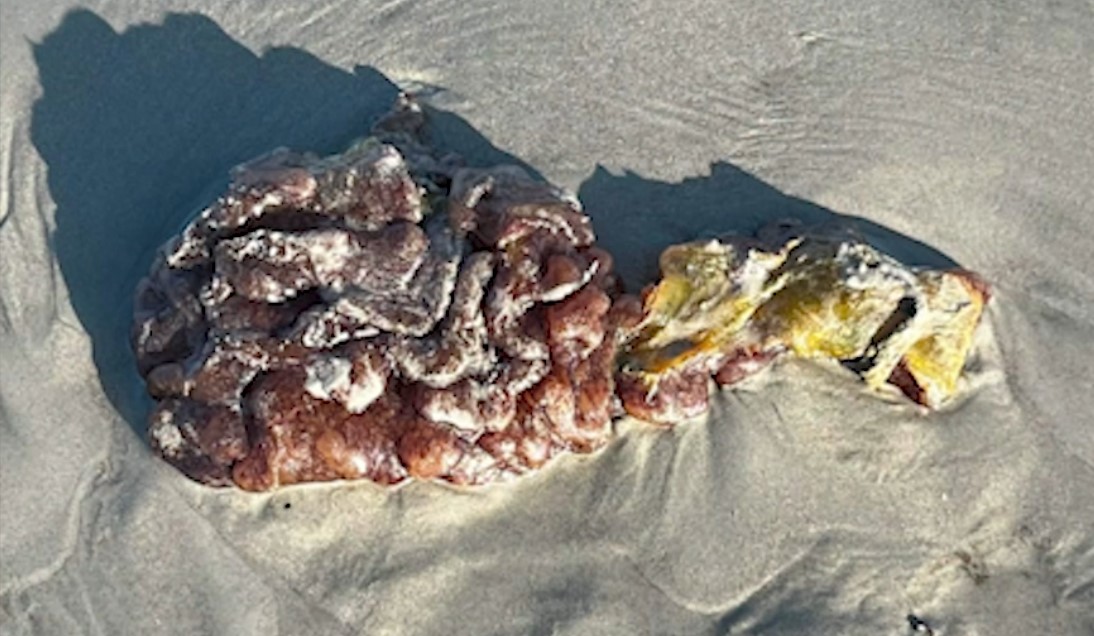 What is sea pork? Strange blob washes ashore on Florida's Space Coast