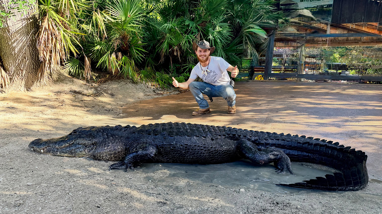 Gatorland welcomes rescued alligator after illegal feeding in the wild