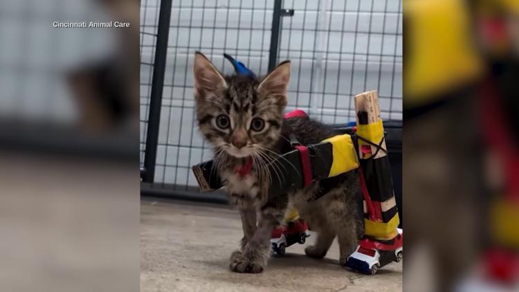 Ohio animal shelter helps disabled kitten with DIY wheelchair that rolls on Hot Wheels
