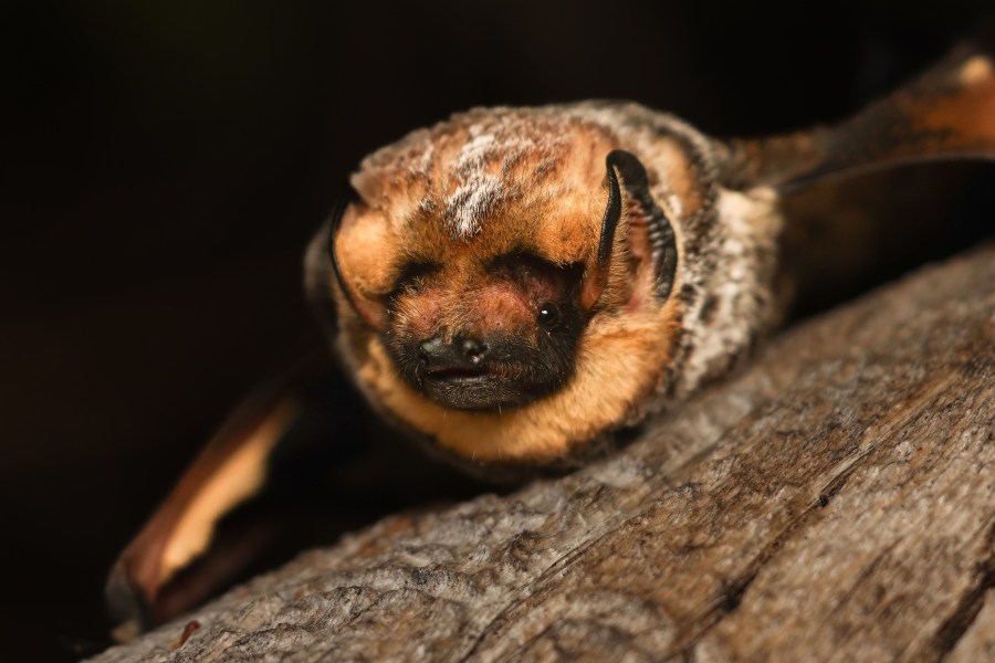 Rabid bats in Oregon? Officials estimate state could exceed record this year