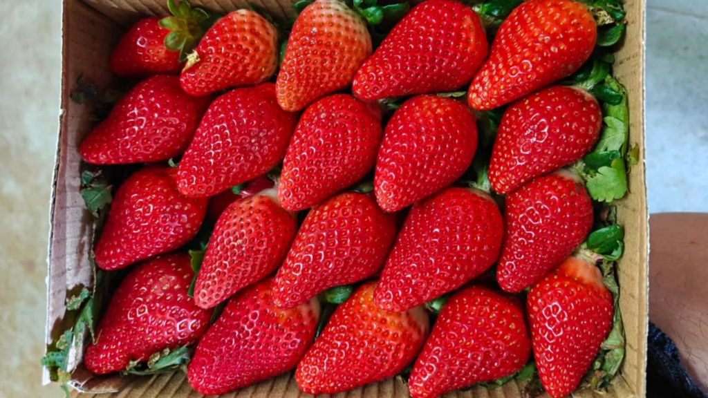 India wants to join the strawberry superpowers
