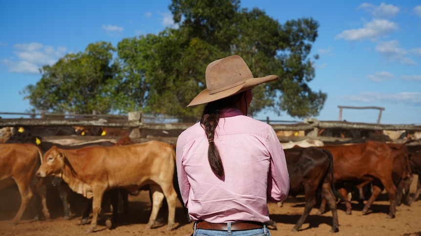 Pregnant Wagyu cows and calves worth $200,000 stolen from station