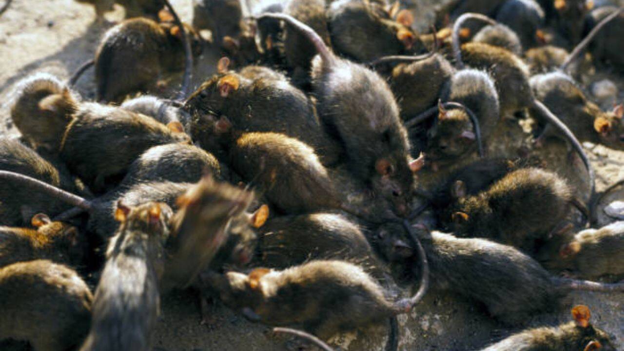 Rats drove out seabirds, reshaping an entire reef food chain