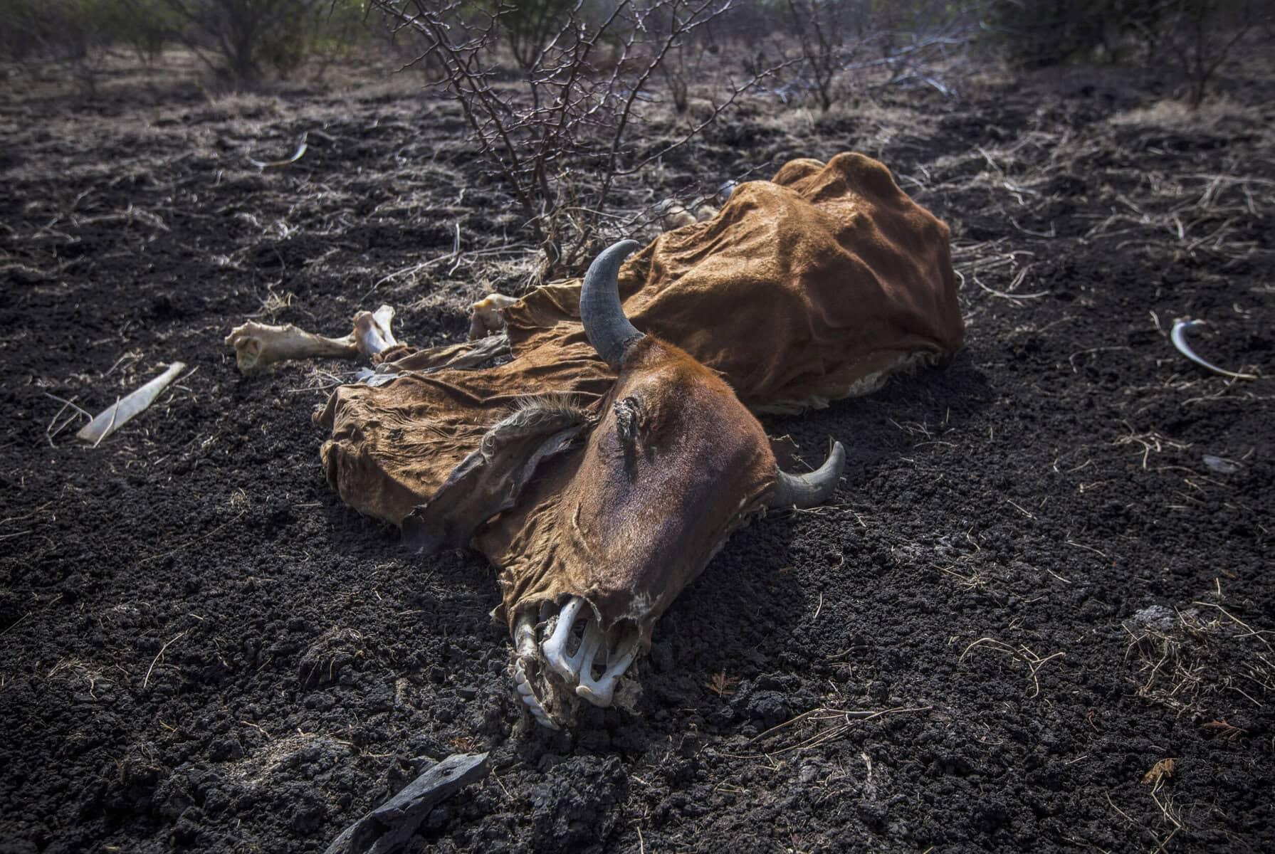 Record El Niño threat revives fears of global food crisis