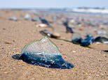 Tourists warned not to touch strange blue-tentacled creatures washed ashore on British beach