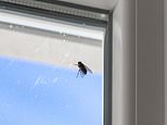 Brace yourself for a fly invasion! Scientist warns Britain's disappearing wasps may trigger a summer pest explosion
