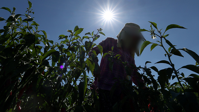Heat Wave Claims Another Life as Illness Tally Reaches 1,701