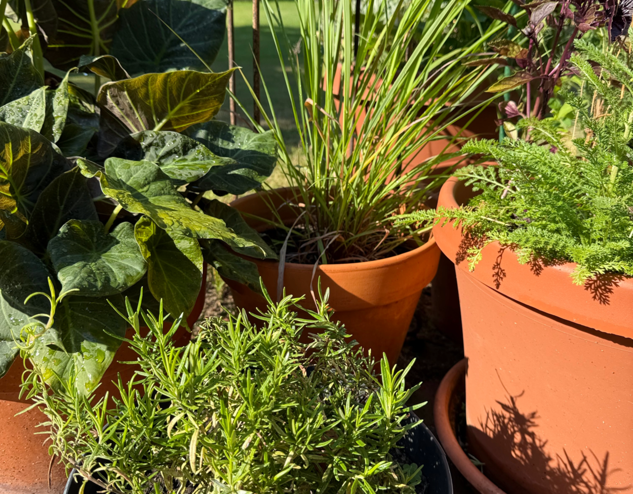 Spice up a dish in no thyme: Summer herbs are having a mo-mint