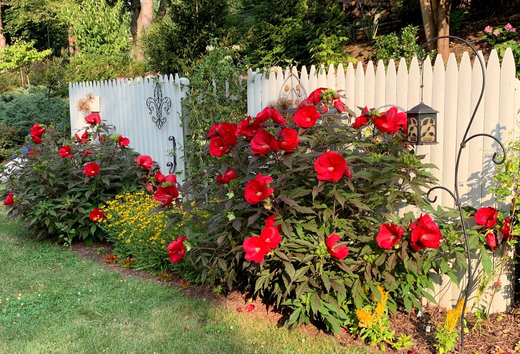 These 5 plants bring vibrant color to Pennsylvania gardens in August