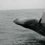 Falls in whale sightings, rare seabirds appearing—is something unusual happening in the Southern Ocean?