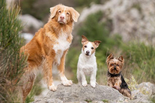 Specific dog breed is 'cheap' to look after and lives longer than others