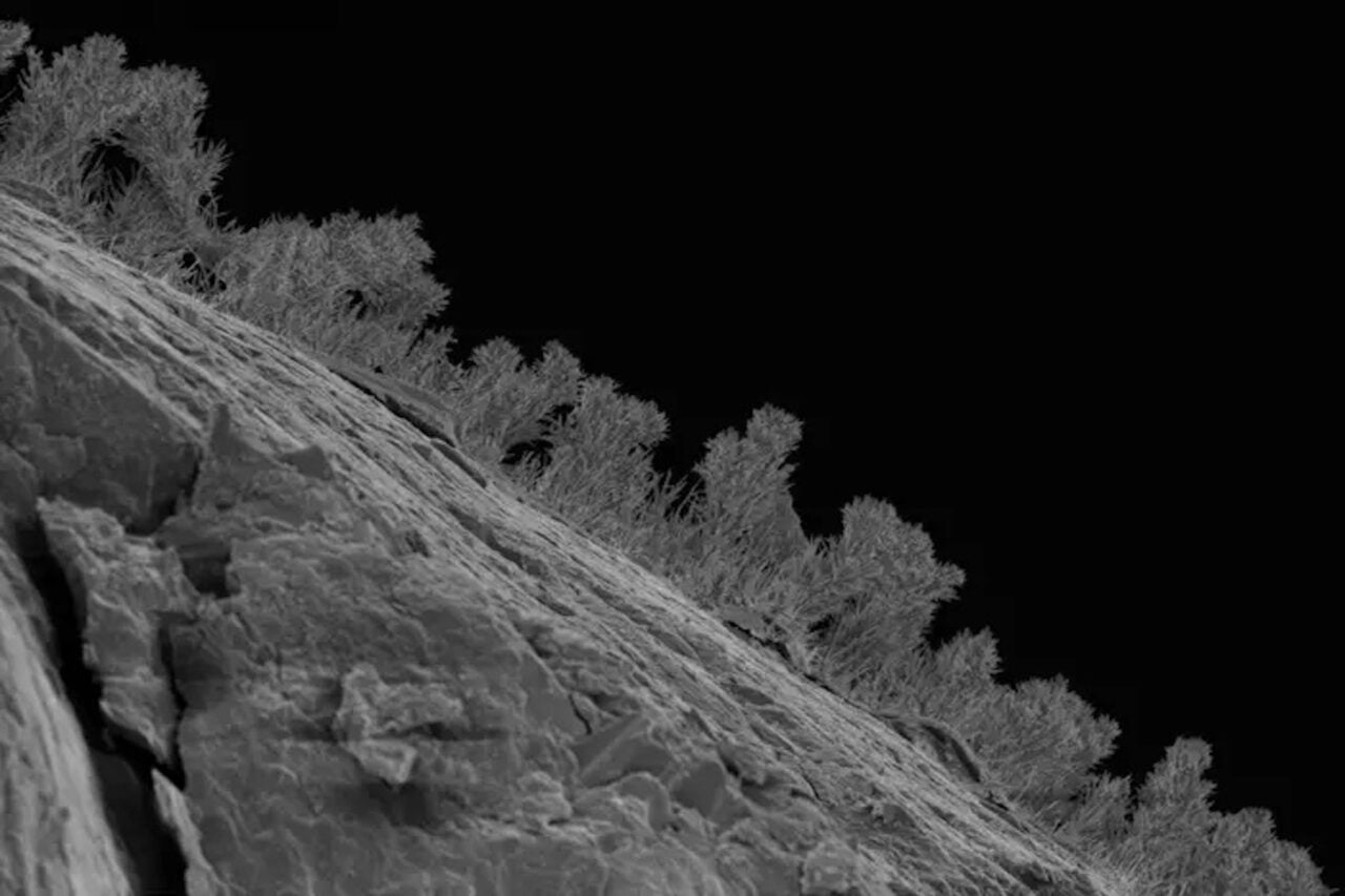 The Great Lakes Are Hiding a Secret Underworld of Tardigrades and Rock-Eating Fungi
