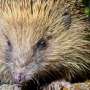 Road traffic is putting smaller hedgehog populations at risk of collapse