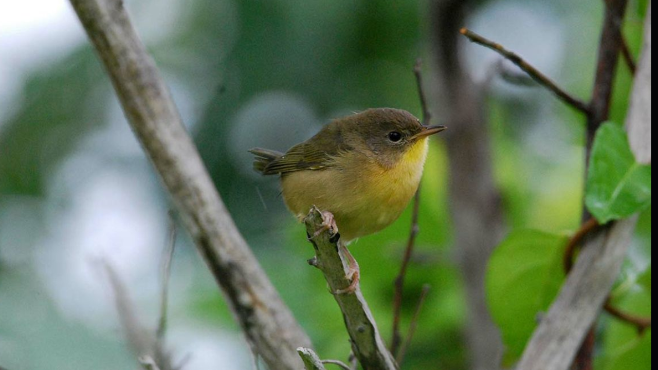 27-year study finds female birds often die younger than males
