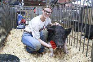 From stage to show ring: Scotts Bluff County Fair Teen queen sees hard work pay off with FFA titles