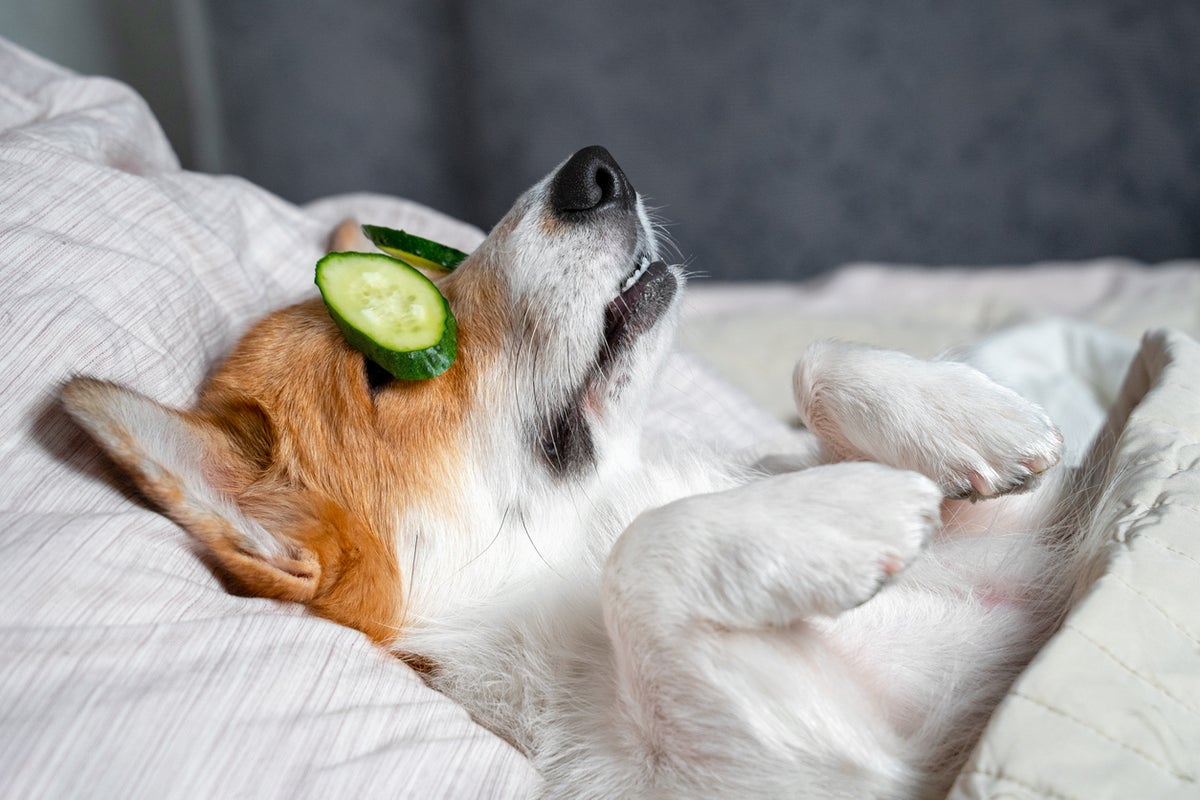 ‘Poochmaxxing’: A new approach to keeping dogs healthy and happy
