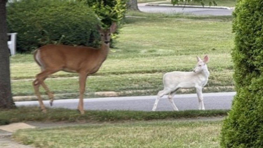 PHOTOS: Rare snow-white deer spotted in Parma Heights