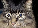 Horror as hungry hawk smashes through patio screen to eat elderly CAT called Slick