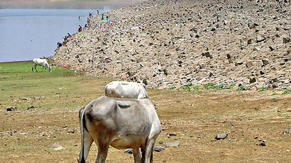 Amid Cauvery release order, Kabini farmers seek immediate canal water release