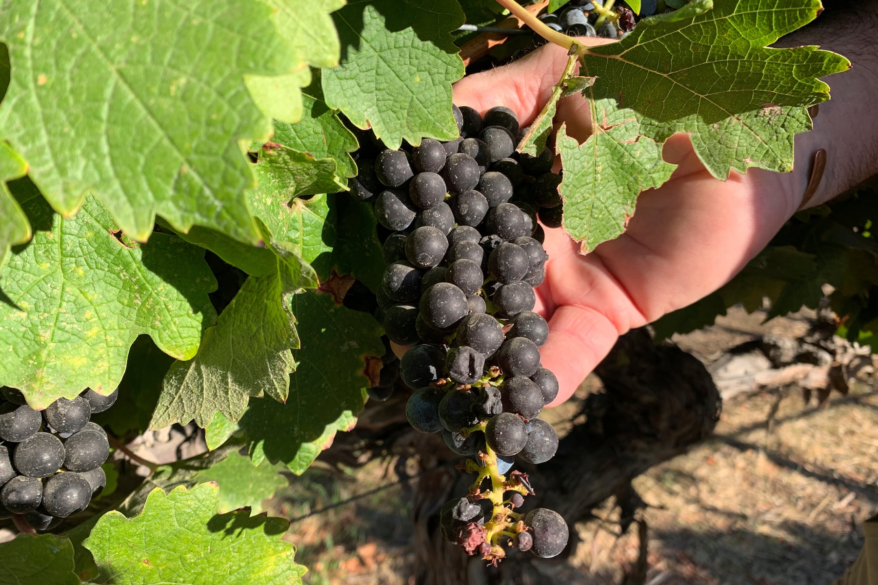 CA wineries burning their own vineyards due to low sales