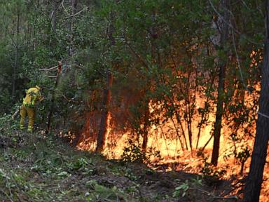 France's forest management may need to change to prevent more wildfires in Les Landes