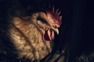 Intruder shut off barn's ventilation fans, killing 10,000 chickens: Nova Scotia RCMP