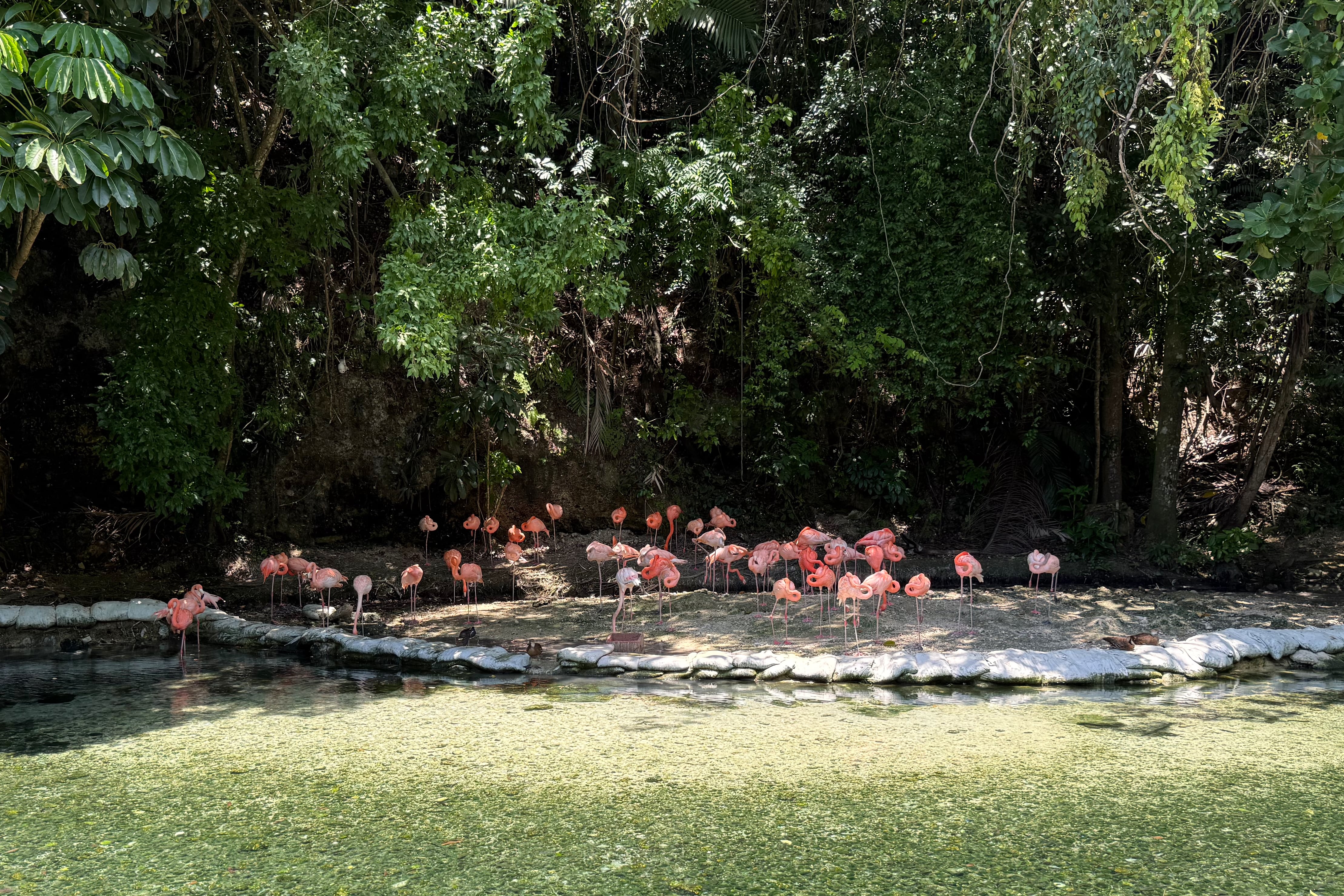 Dominican Republic's zoo offers home for confiscated animals as seizures of exotic species soar