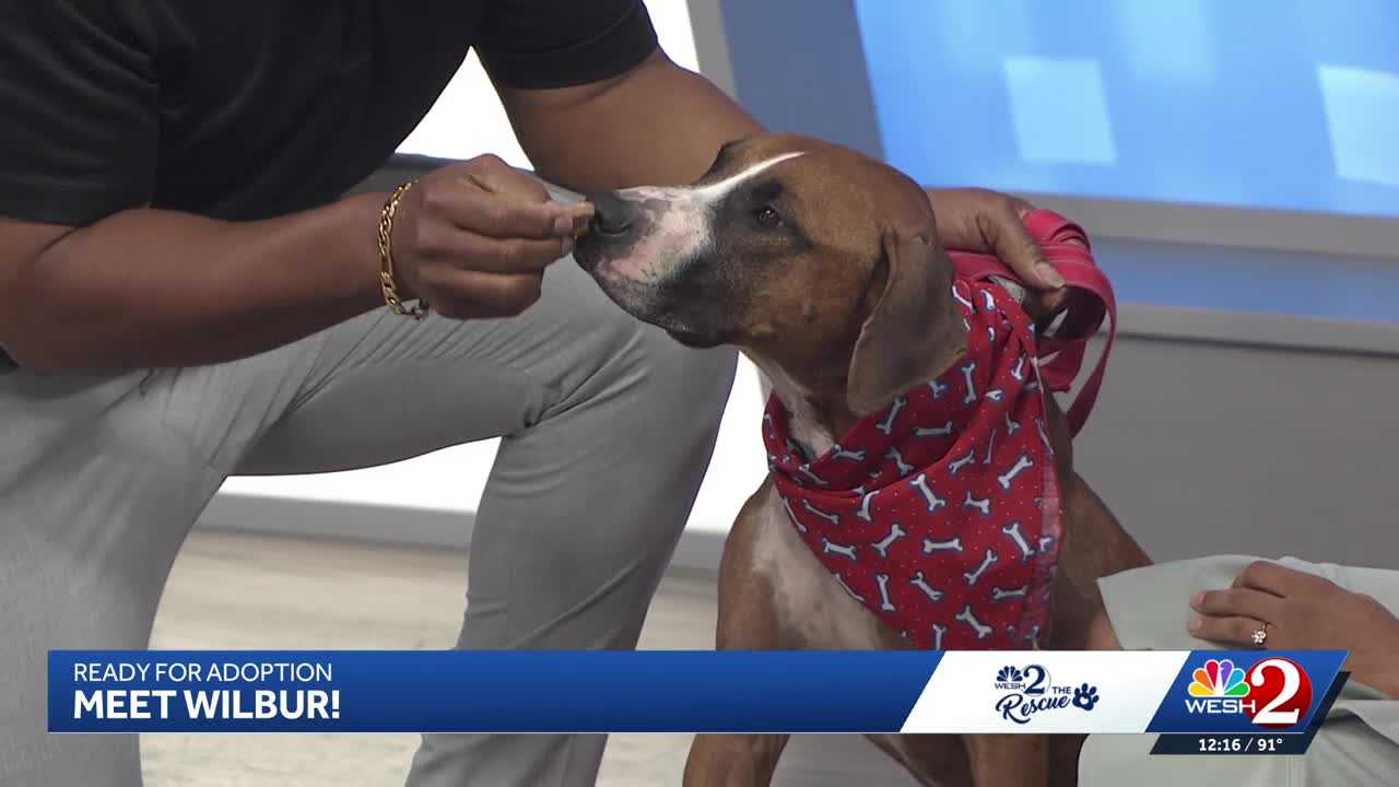 WESH 2 the Rescue: Wilbur from Seminole County Animal Services is ready for adoption