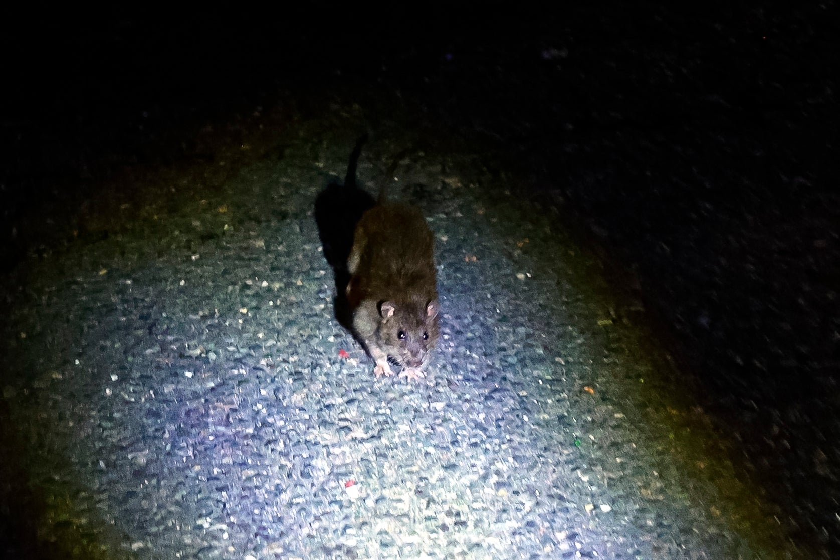 Boston will host the second-ever National Urban Rat Summit