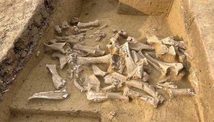 Ice Age Humans Mostly Killed Female Woolly Mammoths, Suggests Ancient DNA