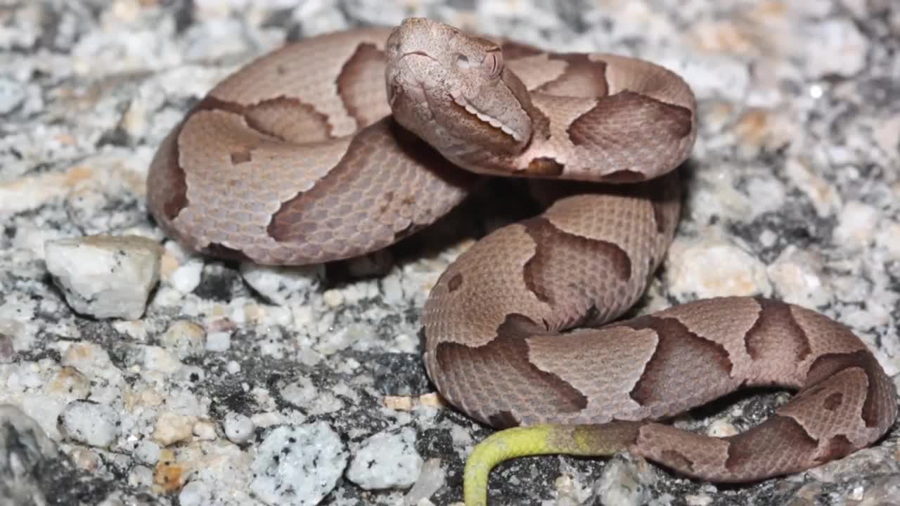 Woman visits 3 medical facilities before receiving antivenom for copperhead bite