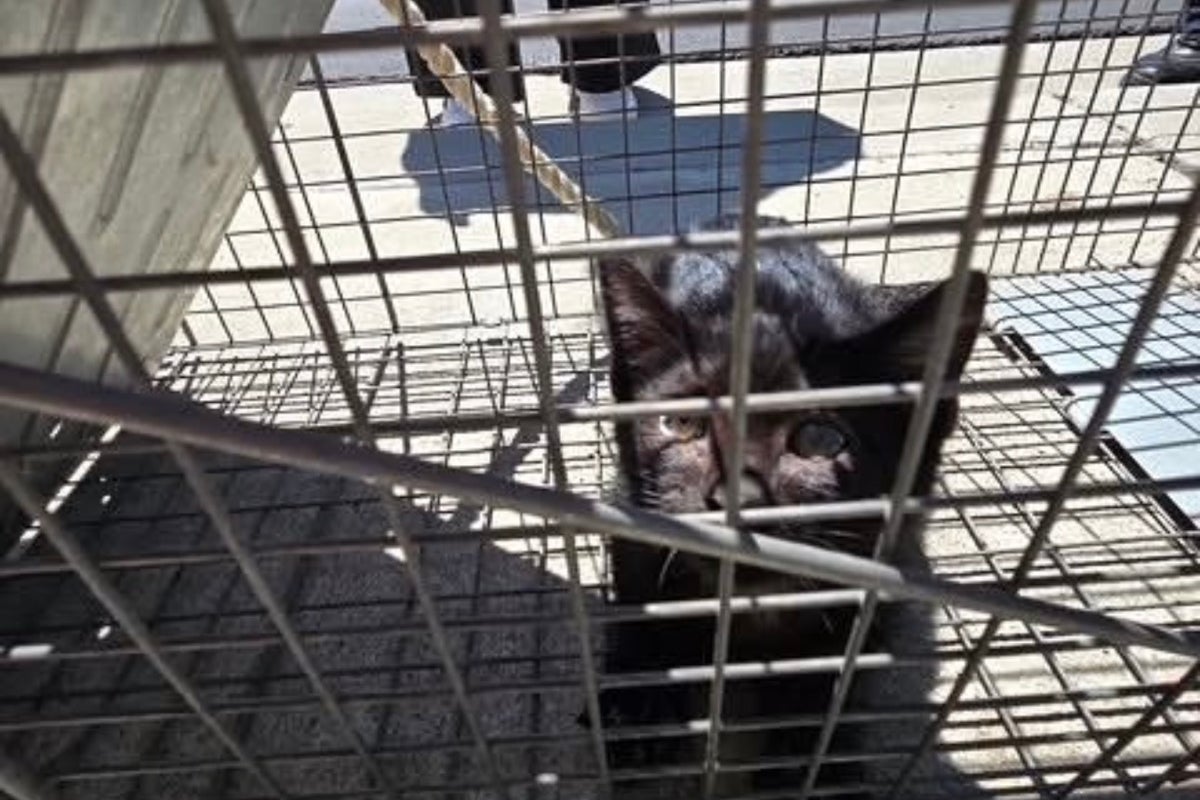 Kitten rescued after two weeks trapped in California storm drain