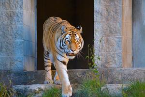 Racine Zoo says goodbye to Chanbai, its Amur tiger