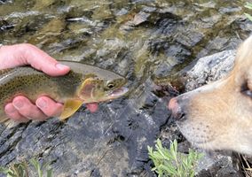 Of dogs and trout: The good, bad and hilarious of fishing with dogs | Michael Wright - Fri, 31 Jul 2026 PST