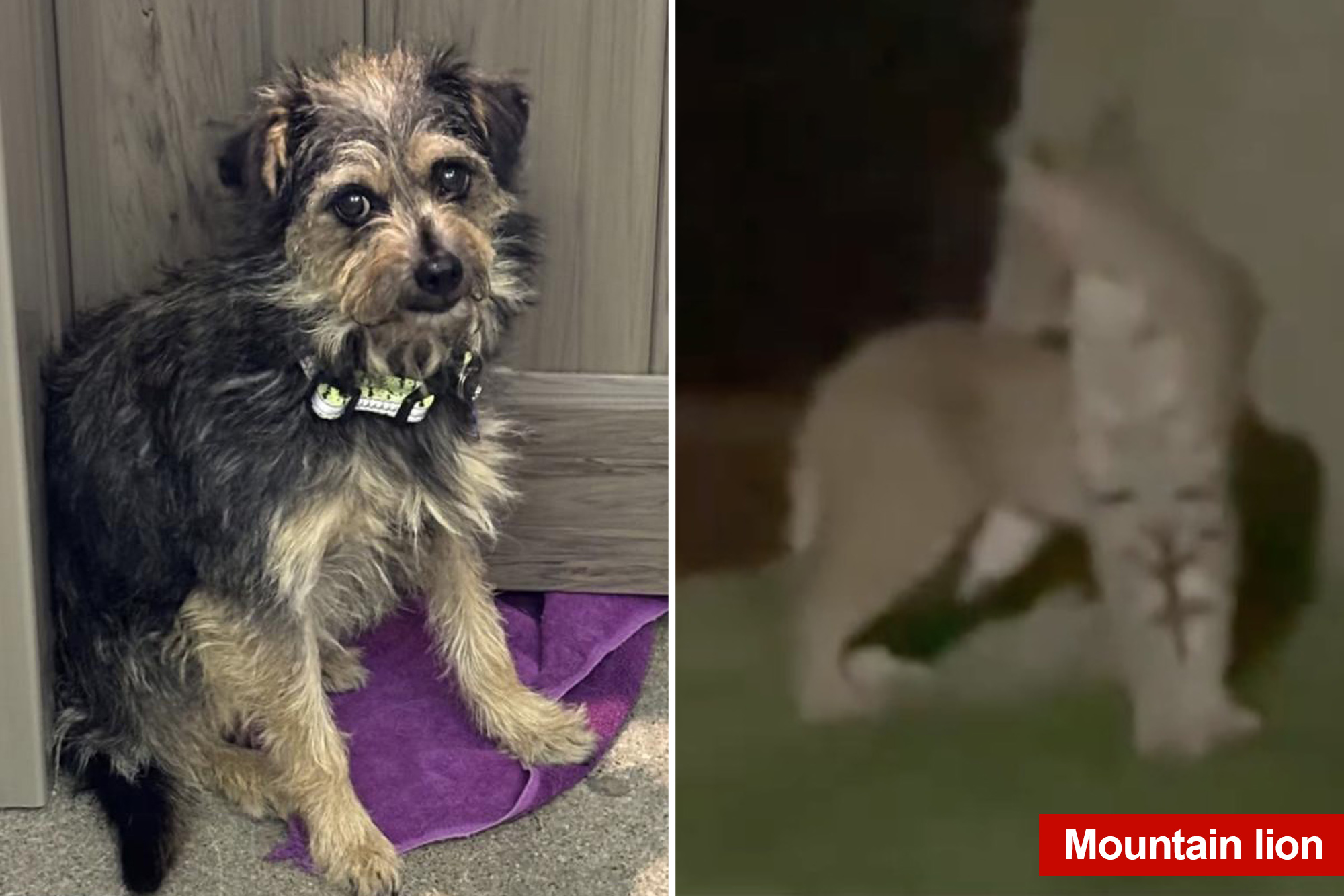 Tiny dog survives rattlesnakes, mountain lions while lost in SoCal wilderness