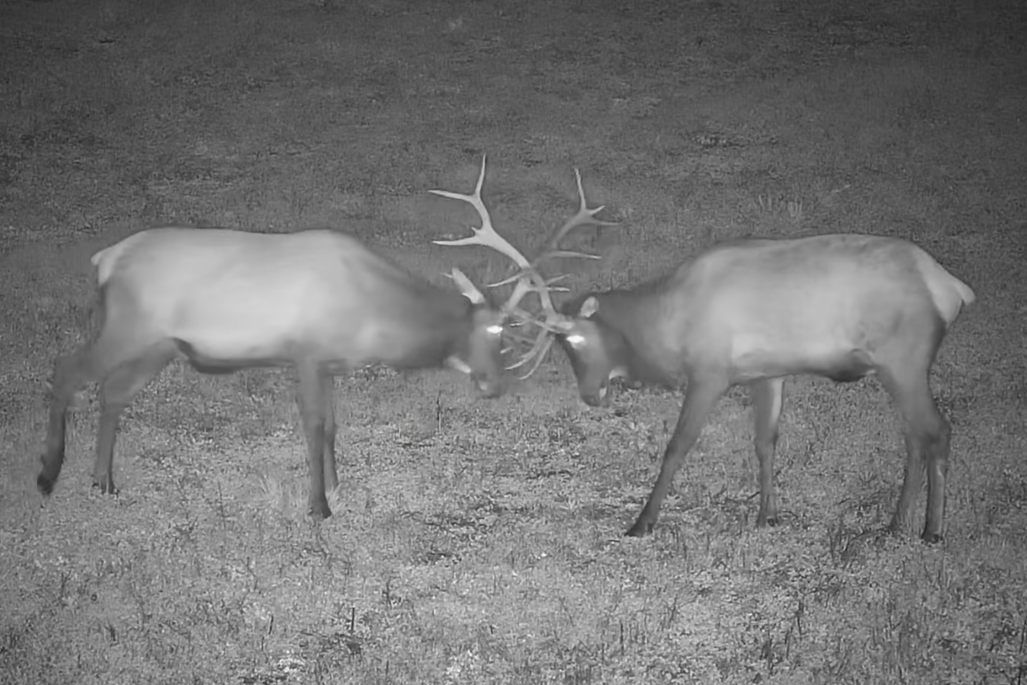 Pennsylvania Elk Cam returns for annual livestream of bugling season