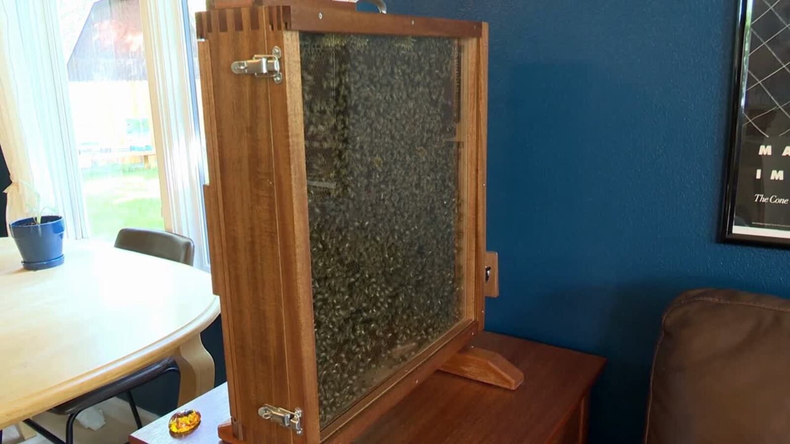 This is why a man put thousands of bees in his living room